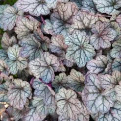 Purpurglöckchen ‘Sugar Plum’ - Farbe für jedes Schattenbeet