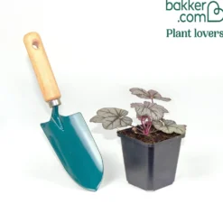 Purpurglöckchen ‘Sugar Plum’ - Farbe für jedes Schattenbeet