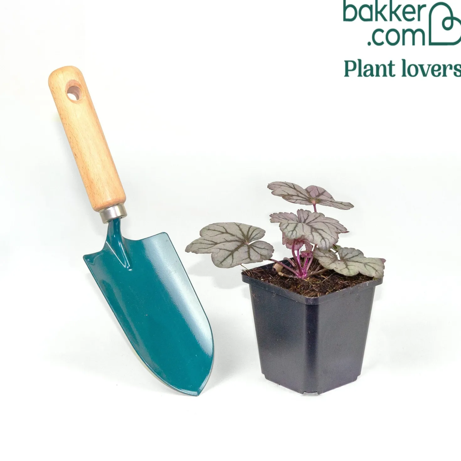 Purpurglöckchen ‘Sugar Plum’ - Farbe für jedes Schattenbeet