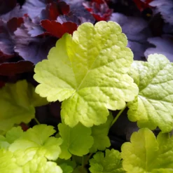 Purpurglöckchen Sweet Tart - Farbe im Schatten, ganzjährig