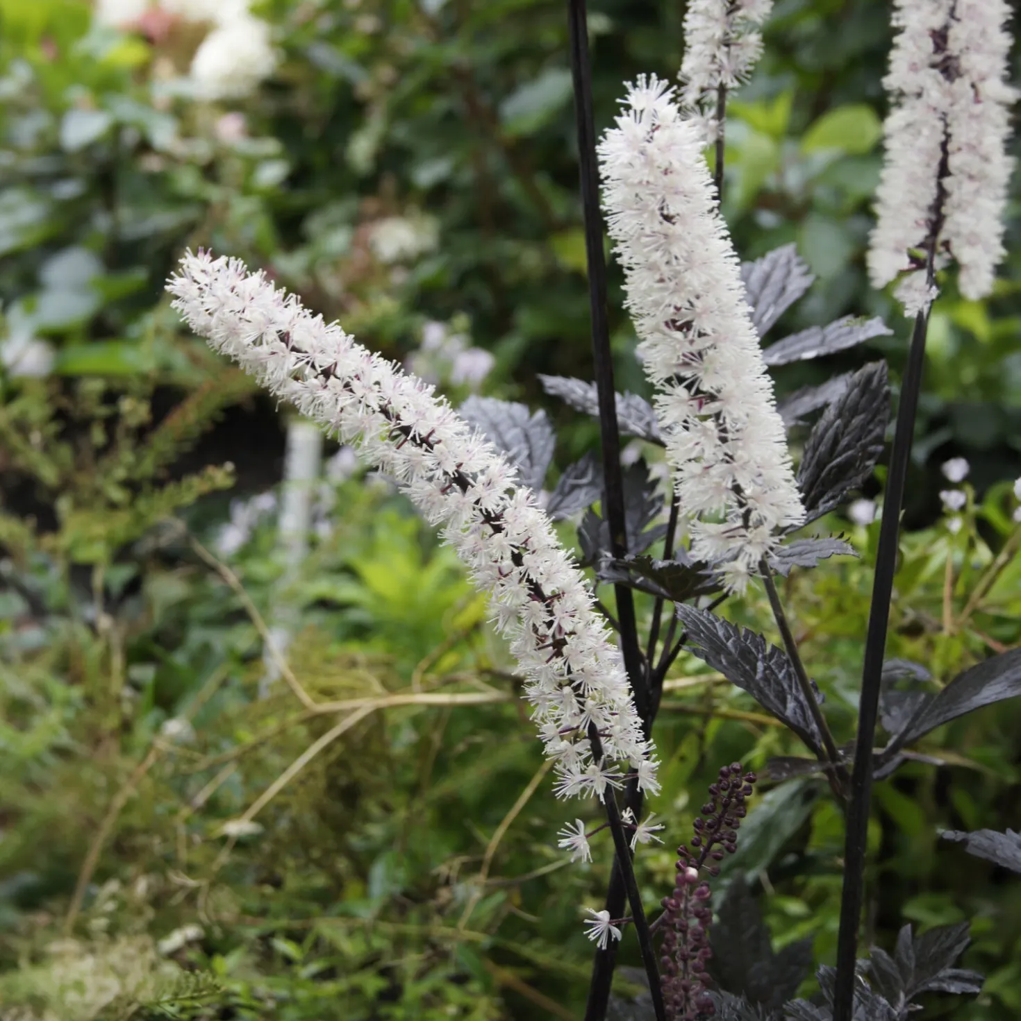 Purpur-Silberkerze ‘Atropurpurea’ - Duft und Farbe im Herbst