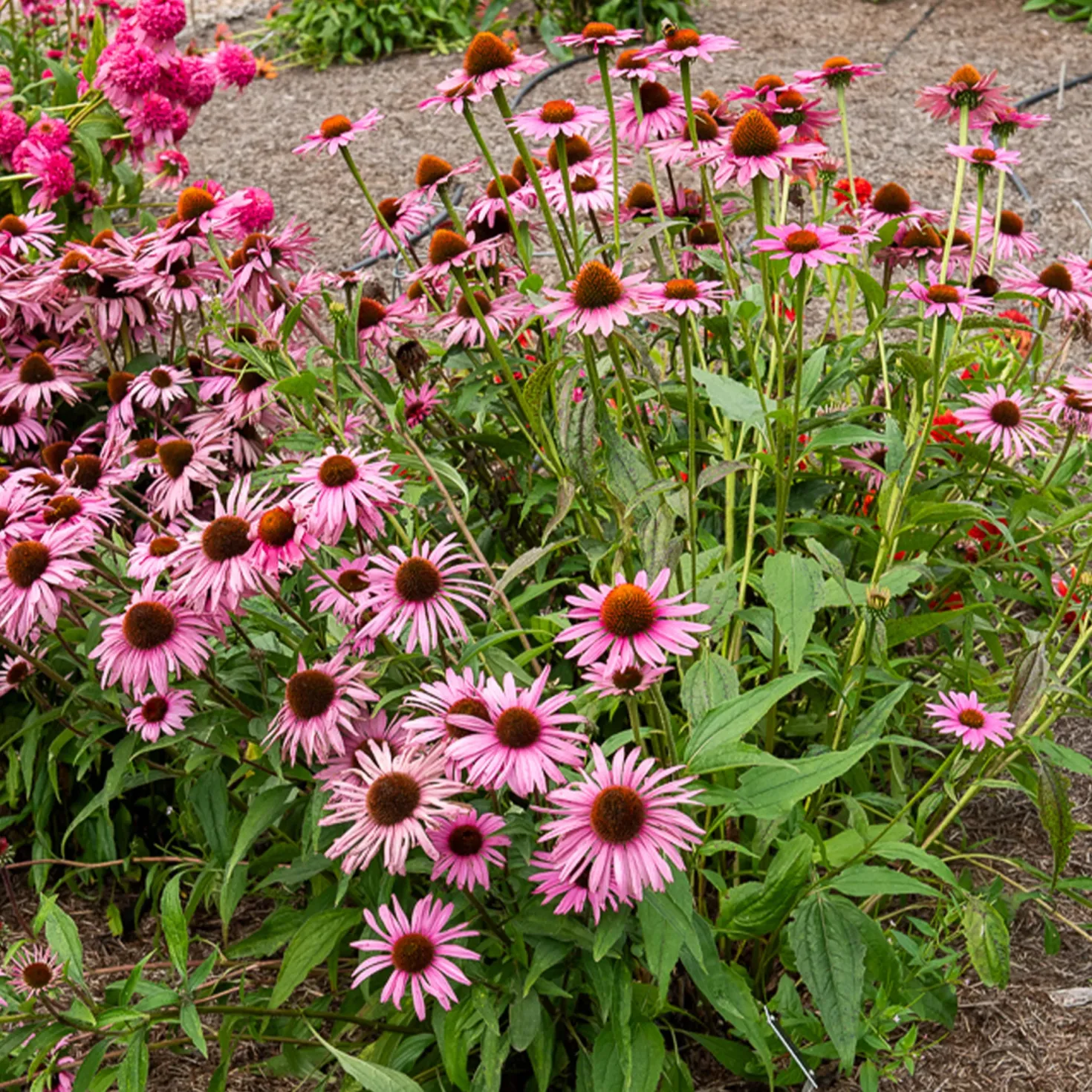 Purpur-Sonnenhut Augustkönigin - Rosa Blüten den ganzen Sommer