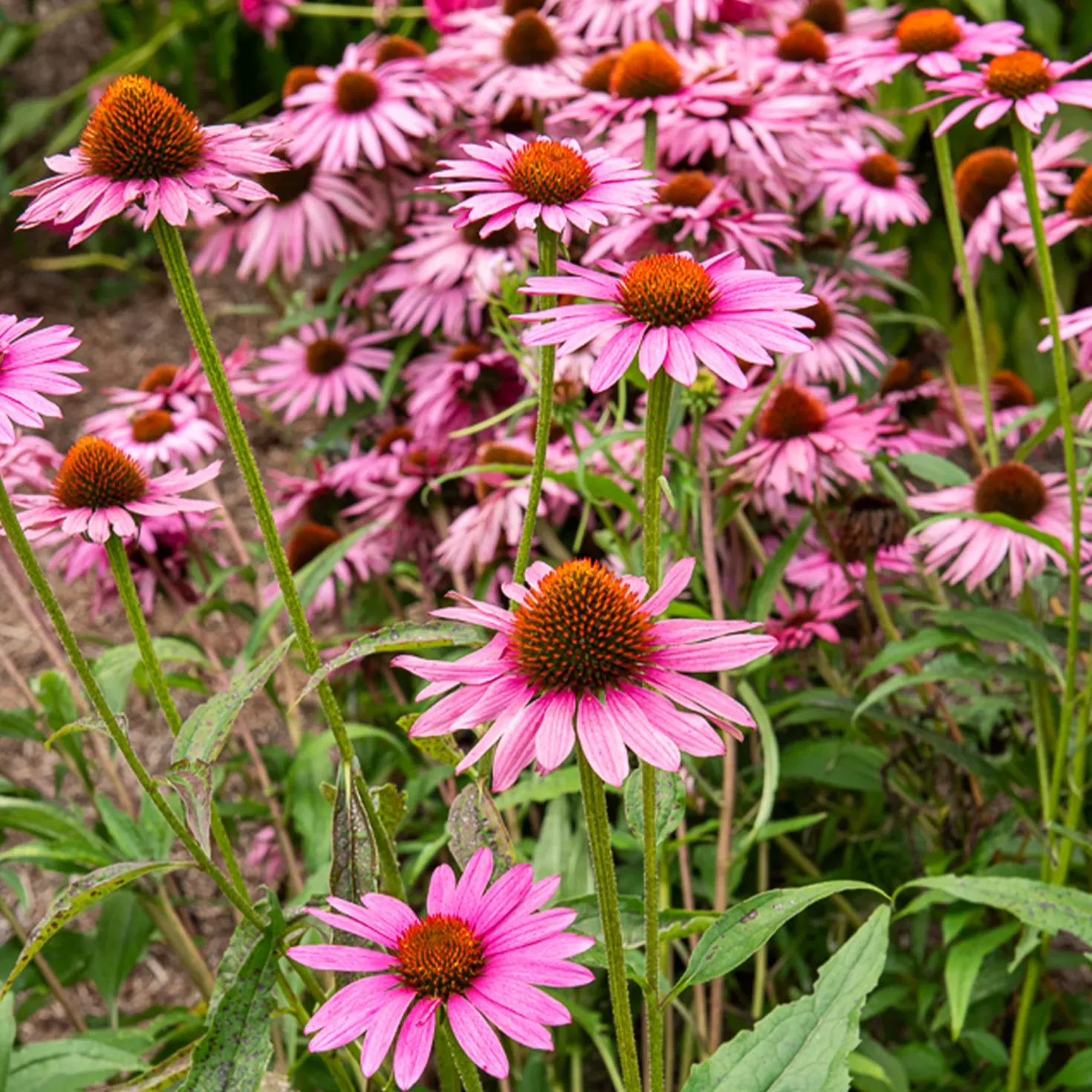 Purpur-Sonnenhut Augustkönigin - Rosa Blüten den ganzen Sommer