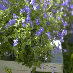 Purpur-Streptocarpus - Wochenlang blau in Blüte