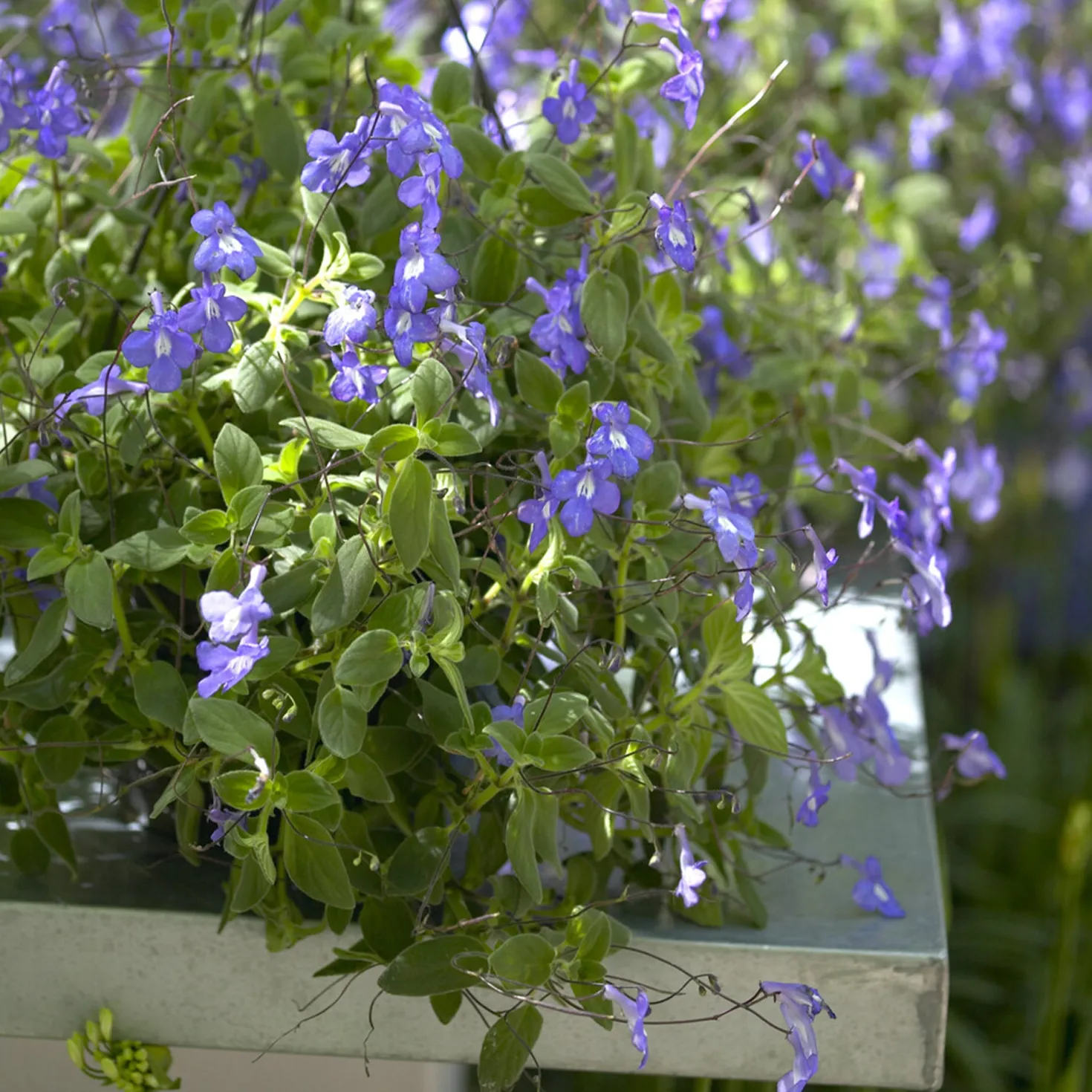 Purpur-Streptocarpus - Wochenlang blau in Blüte