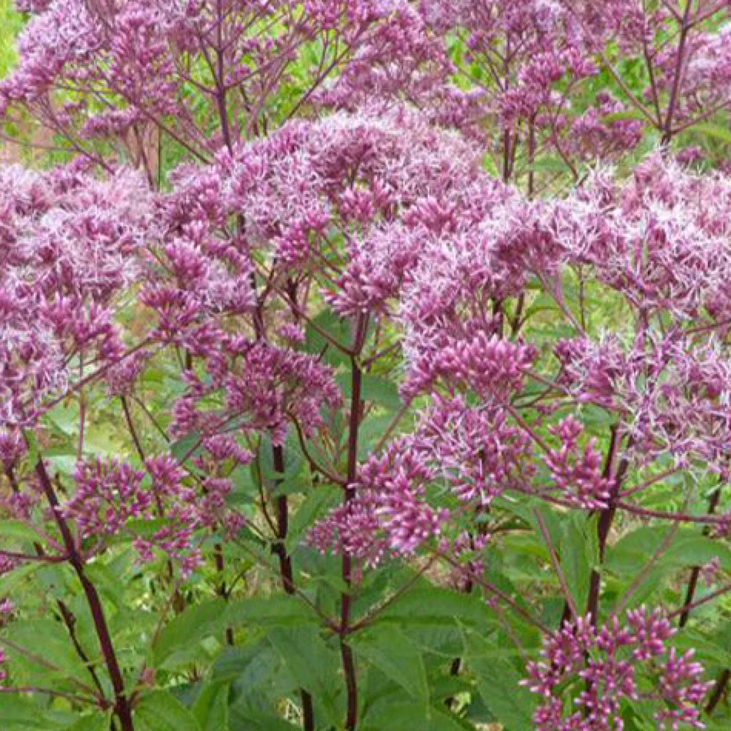 Purpur-Wasserdost ‘Atropurpureum’ - Bienenmagnet im Beet