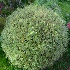 Purpurweide Nana - Blaugrüne Hecke im Nu