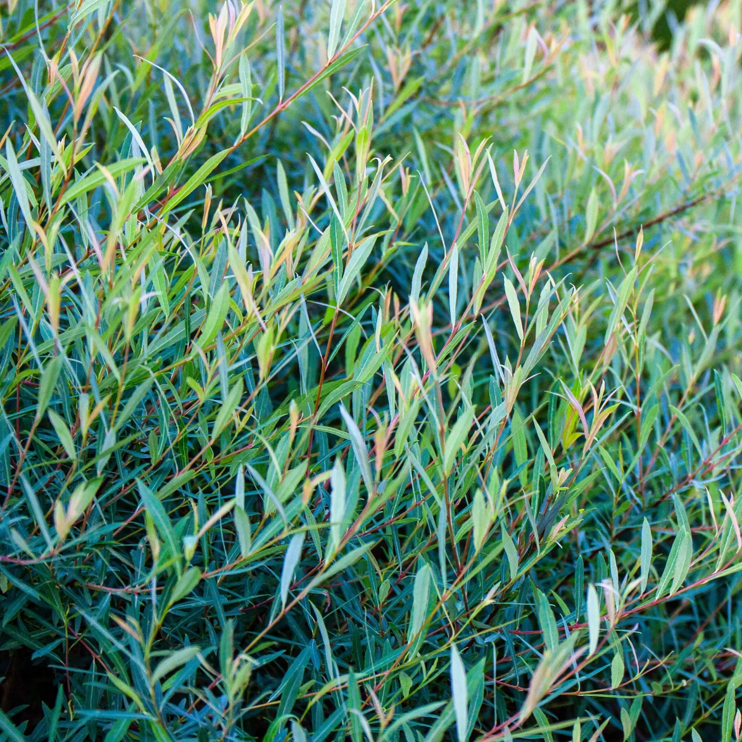 Purpur-Weide - Schnelle Hecke, wenig Aufwand
