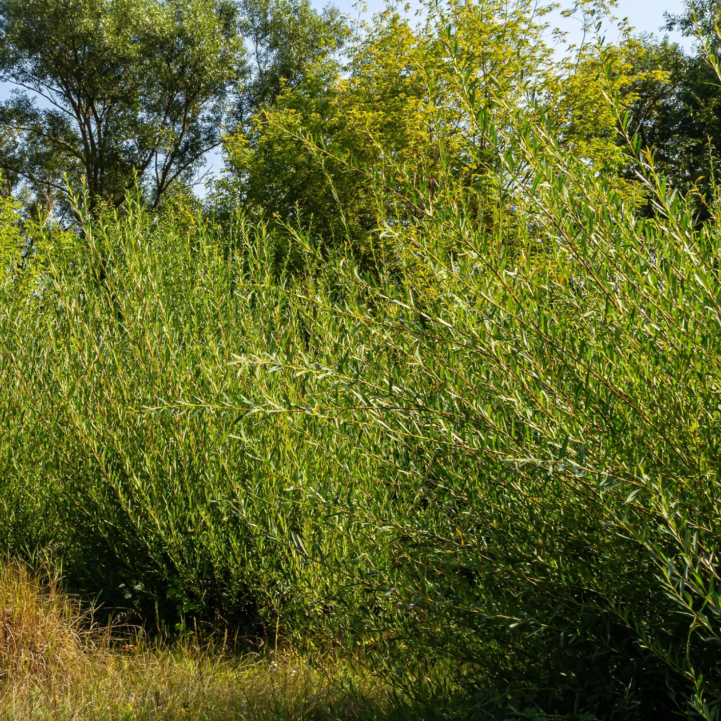 Purpur-Weide - Schnelle Hecke, wenig Aufwand