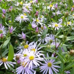 Pyrenäen-Aster ‘Lutetia’ - Blüht bis in den Herbst