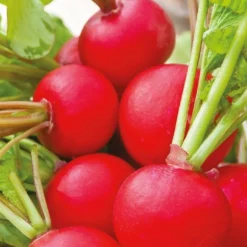 Radieschen ‘Raxe’ Bio - In 4 Wochen erntereif