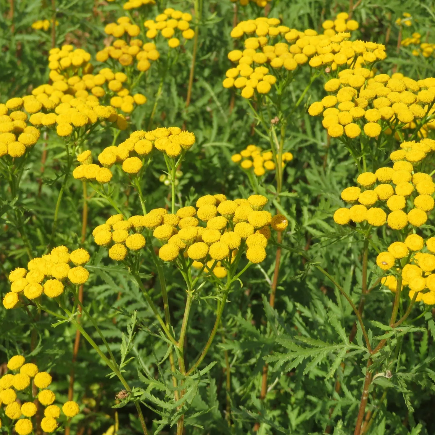 Rainfarn - Goldgelbe Blüten ohne Mühe