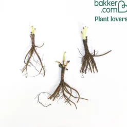 Raketenblumen Mischung (x3) - Flammende Farben im Beet