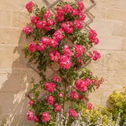Ramblerrose American Pillar - Blütenwand im Handumdrehen