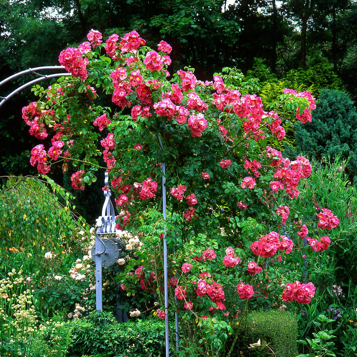 Ramblerrose American Pillar - Blütenwand im Handumdrehen