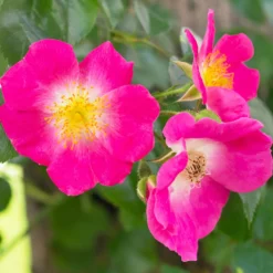 Ramblerrose American Pillar - Blütenwand im Handumdrehen