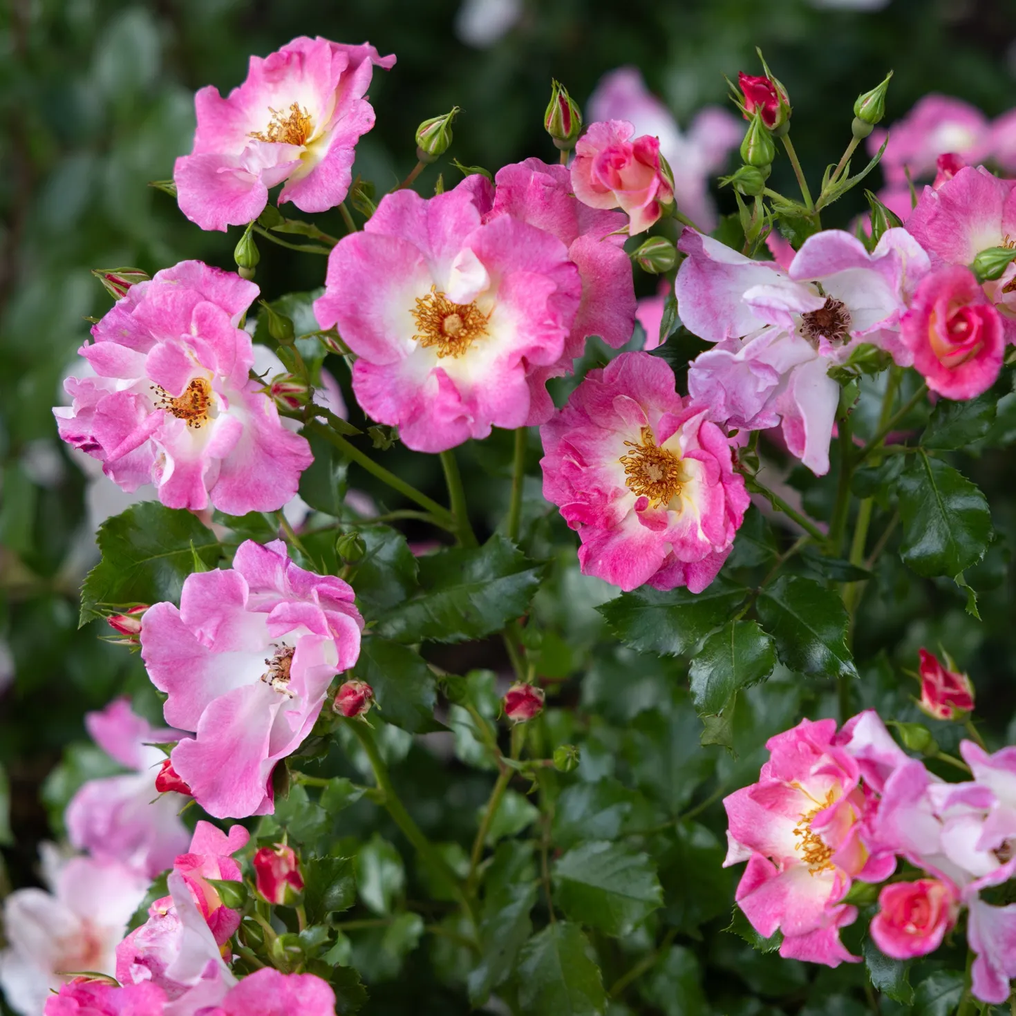 Ramblerrose American Pillar - Blütenwand im Handumdrehen