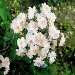Ramblerrosen-Kollektion 'Immensee' weiß & 'Petite Duchesse' (x2) - Zwei Ranker, ein Traumbild