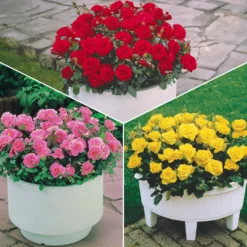 Randilla-Mini-Rosen: rot + gelb + rosa (x3) - Drei Farben, ein Blickfang
