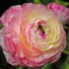 Ranunkel Picotee Pink (x12) - Rosa Blüten wie gemalt