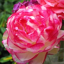 Ranunkel Picotee Pink (x12) - Rosa Blüten wie gemalt