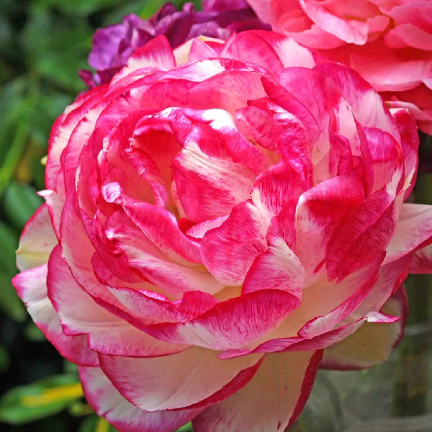 Ranunkel Picotee Pink (x12) - Rosa Blüten wie gemalt