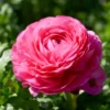 Ranunkel rosa (x10) - Rosa Blüten wie gefüllt