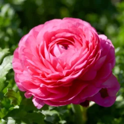Ranunkel rosa (x10) - Rosa Blüten wie gefüllt