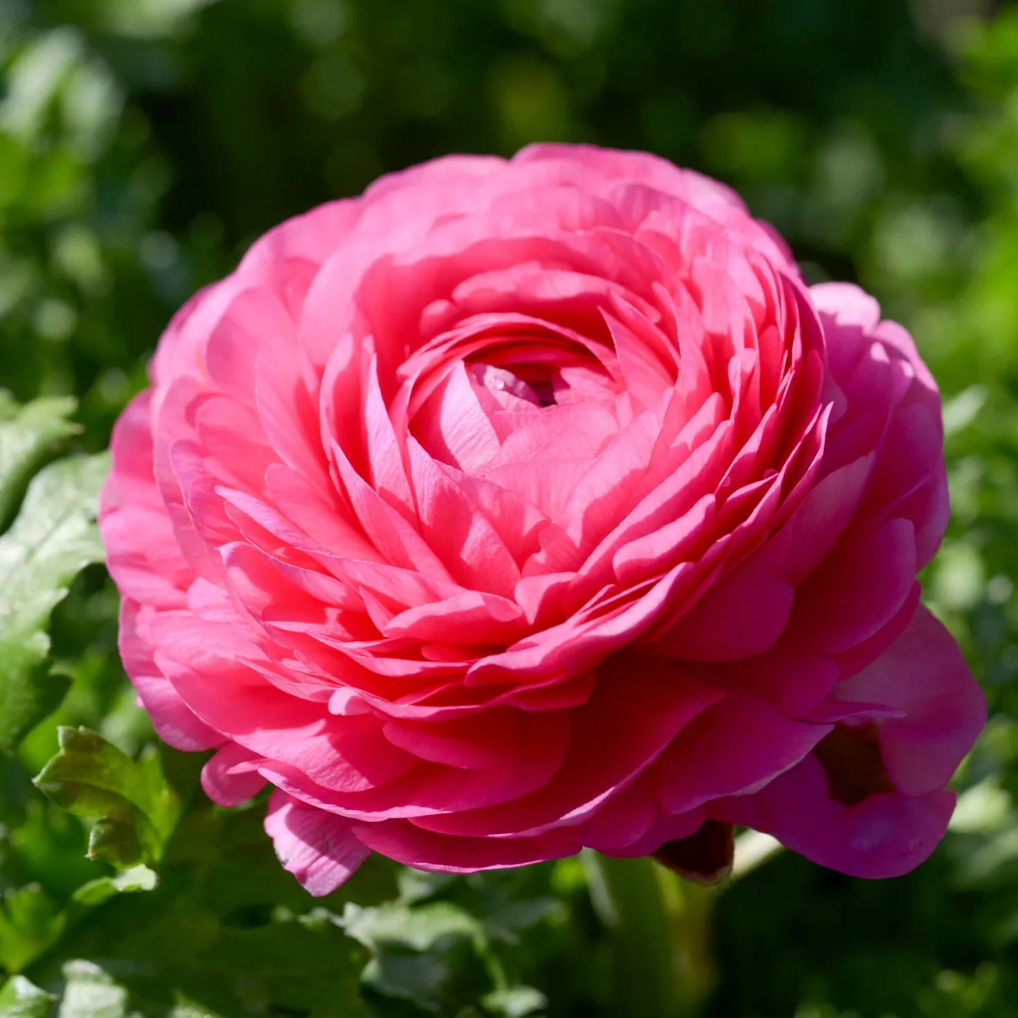 Ranunkel rosa (x10) - Rosa Blüten wie gefüllt