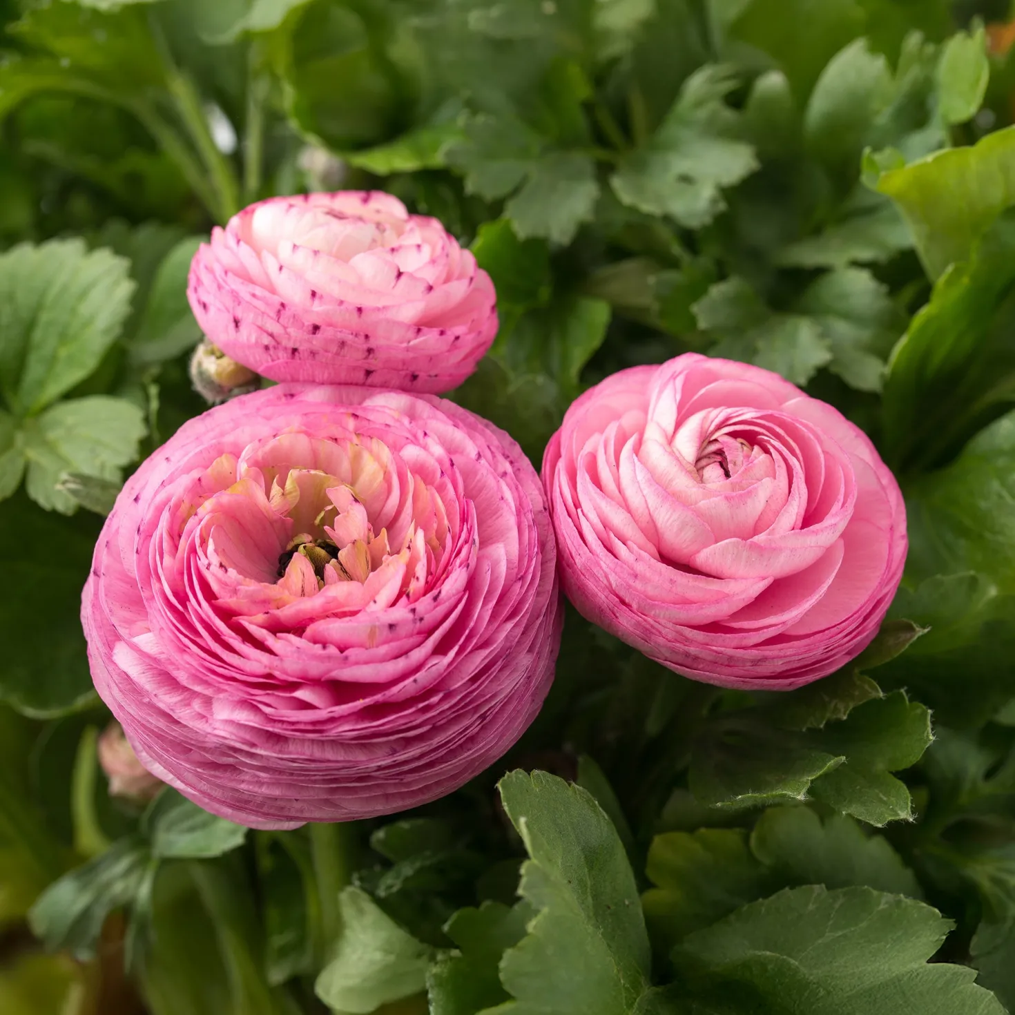 Ranunkel rosa (x10) - Rosa Blüten wie gefüllt