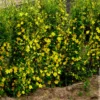 Ranunkelstrauch Golden Guinea - Sonnengelb im Halbschatten