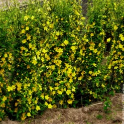 Ranunkelstrauch Golden Guinea - Sonnengelb im Halbschatten
