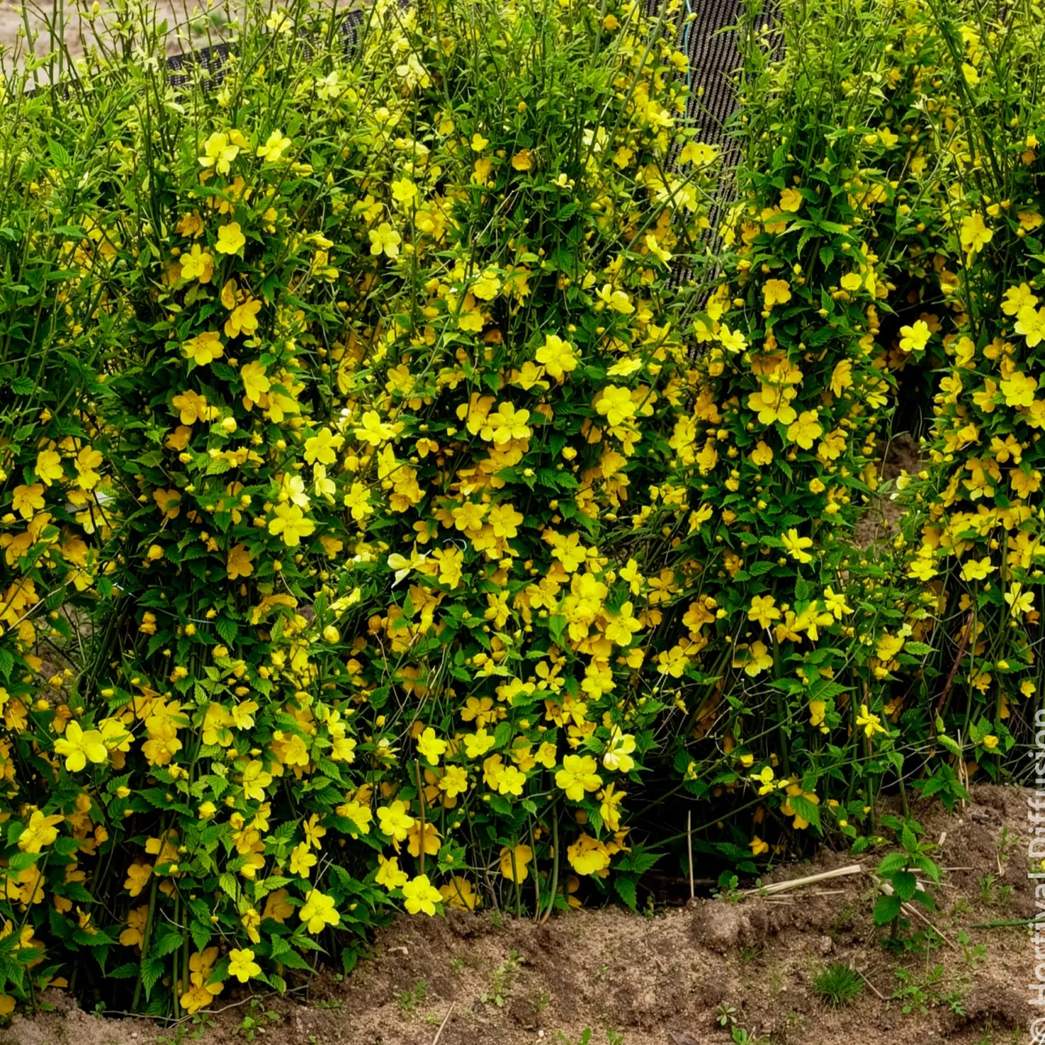 Ranunkelstrauch Golden Guinea - Sonnengelb im Halbschatten
