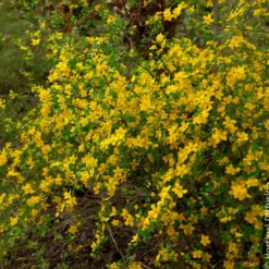 Ranunkelstrauch Golden Guinea - Sonnengelb im Halbschatten