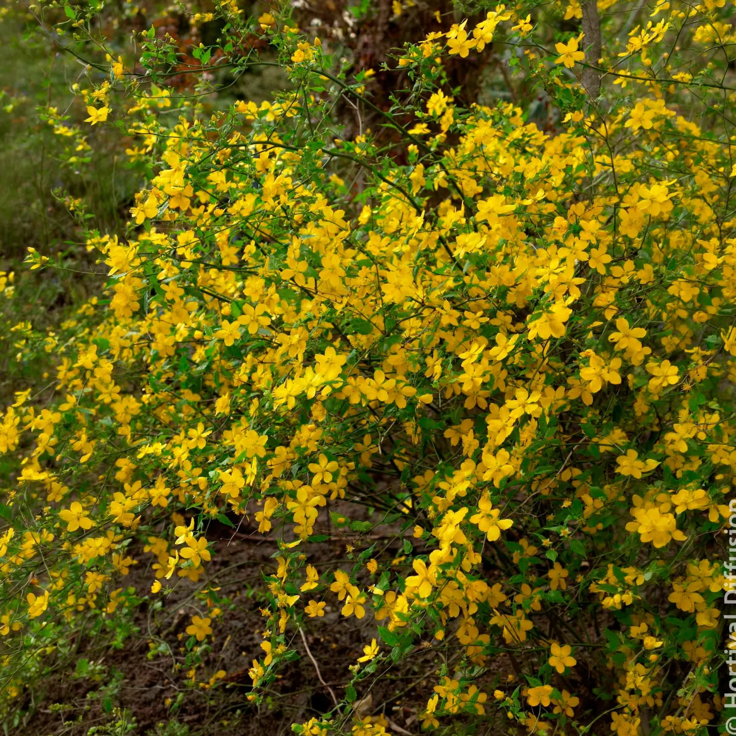 Ranunkelstrauch Golden Guinea - Sonnengelb im Halbschatten