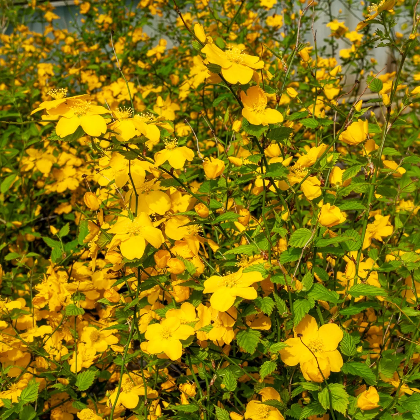 Ranunkelstrauch Golden Guinea - Sonnengelb im Halbschatten
