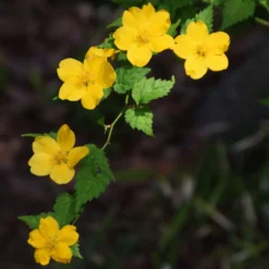 Ranunkelstrauch Golden Guinea - Sonnengelb im Halbschatten