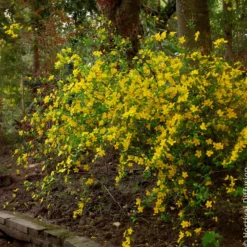 Ranunkelstrauch Golden Guinea - Sonnengelb im Halbschatten