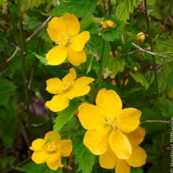 Ranunkelstrauch Golden Guinea - Sonnengelb im Halbschatten