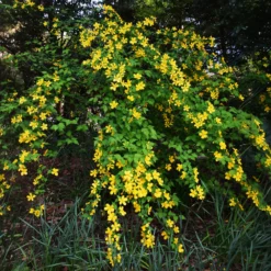 Ranunkelstrauch Golden Guinea - Sonnengelb im Halbschatten
