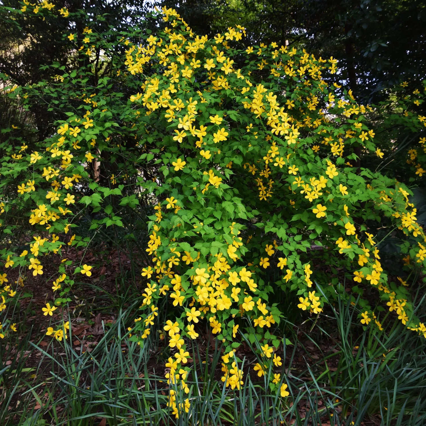 Ranunkelstrauch Golden Guinea - Sonnengelb im Halbschatten
