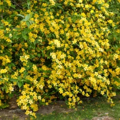 Ranunkelstrauch Golden Guinea - Sonnengelb im Halbschatten