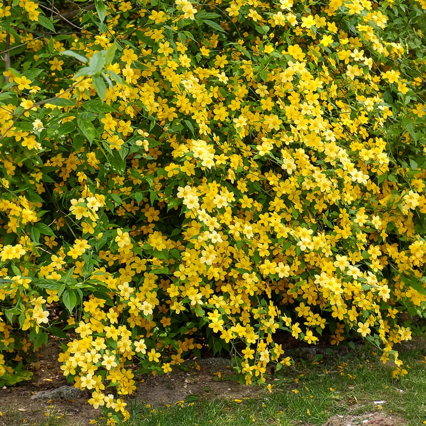 Ranunkelstrauch Golden Guinea - Sonnengelb im Halbschatten