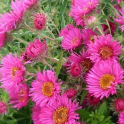 Raublatt-Aster 'Alma Pötschke' - Leuchtendes Pink im Herbst