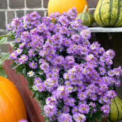 Raublatt-Aster 'Purple Dome' - Lila Blütenkissen im Herbst