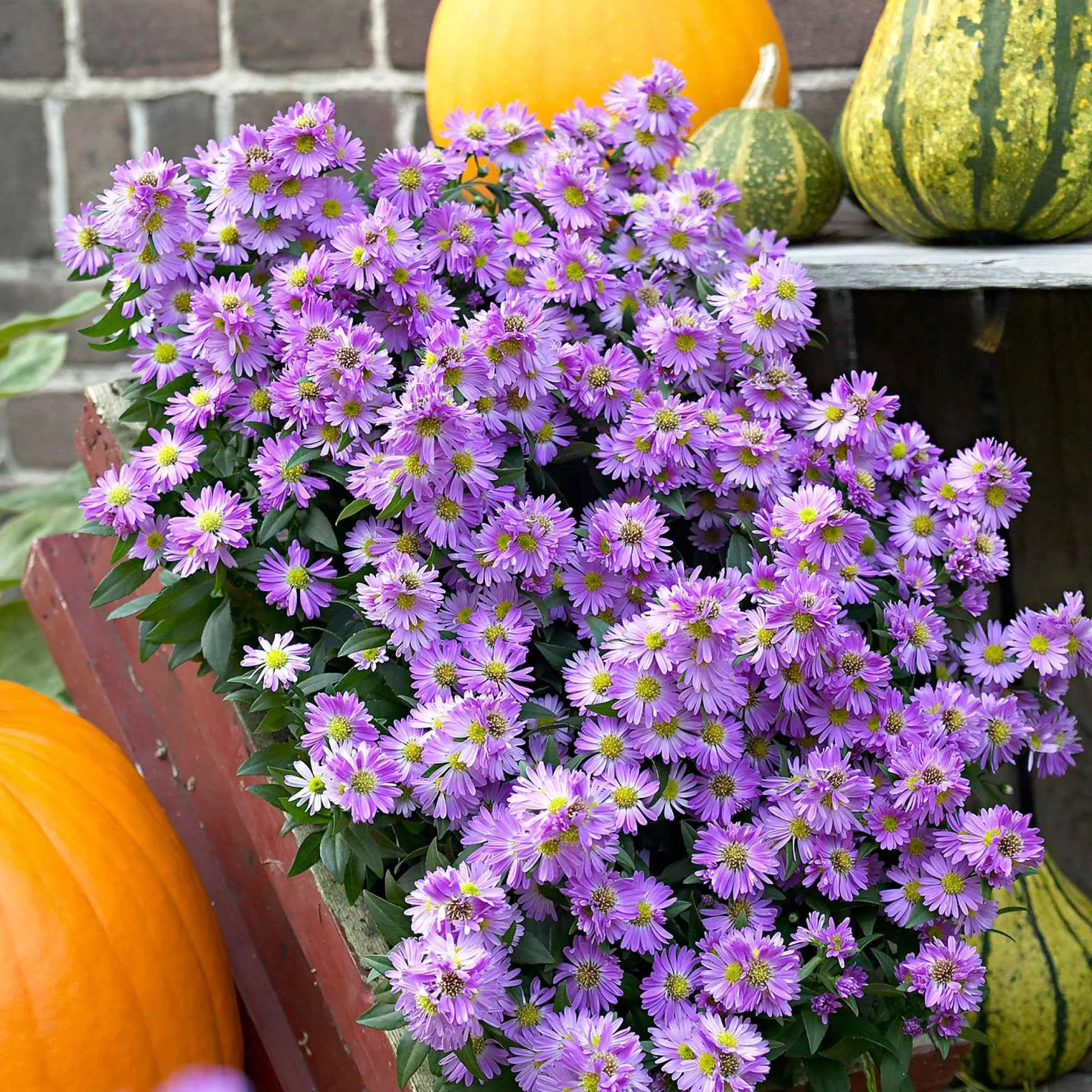 Raublatt-Aster 'Purple Dome' - Lila Blütenkissen im Herbst