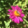 Raublatt-Aster ‘Septemberrubin’ - Leuchtender Herbst im Beet