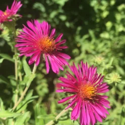 Raublatt-Aster ‘Septemberrubin’ - Leuchtender Herbst im Beet