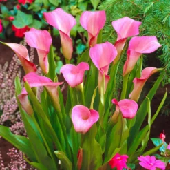 Rehmann-Calla rosa (x2) - Elegante Blüten ohne Aufwand
