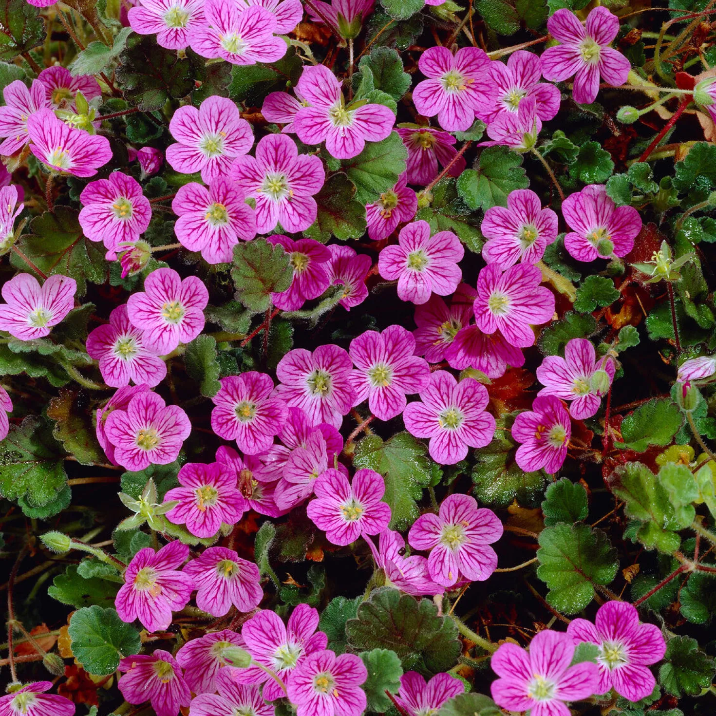 Reiherschnabel 'Bishop's Form' - Blütenteppich den ganzen Sommer